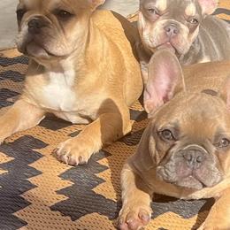 French Bulldogs from True Genetic Frenchies