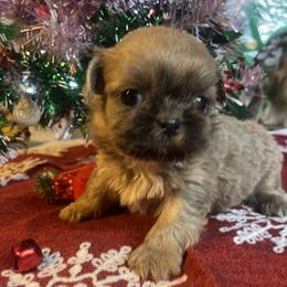 Neo - Gold male Shih Tzu puppy in Pleasant Shade, Tennessee from Kuntry Tyme Shih Tzus