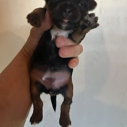 Gorgeous Traditional Female - Black and tan female Yorkshire Terrier puppy in Benson, Arizona from Happy Tails Yorkies