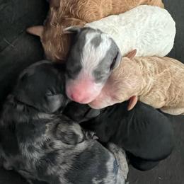 Girl 5 - Black female Goldendoodle puppy in Cocoa, Florida from The Coastal Homestead