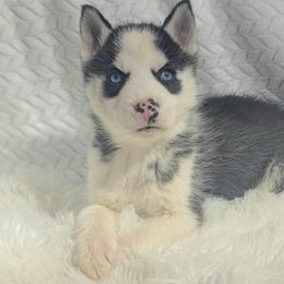 Atlas - Black and white male Siberian Husky puppy in Hebron, Kentucky from Glacier Run Huskies