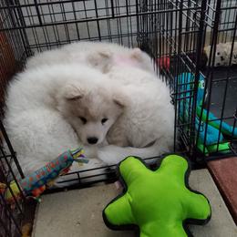 Samoyed Puppies from Limelight Samoyeds