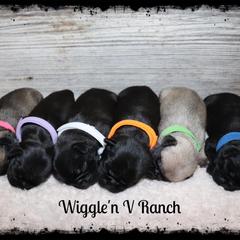 Dachshund and Pug Puppies from Wiggle'n V Ranch