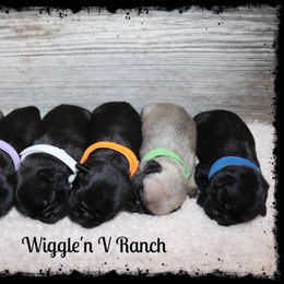 Dachshund and Pug Puppies from Wiggle'n V Ranch