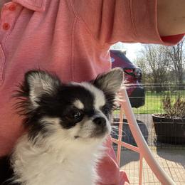 Chihuahua All Grown Up from Knox Rock'n Chihuahuas