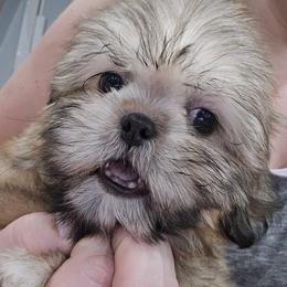 Shih Tzu Puppies from Borderland's Kennel