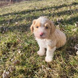 Reeses - Cream male Havanese puppy in Salesville, Ohio from RiverLynn