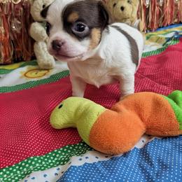 Shemp - Chocolate and white male Chihuahua puppy in Leominster, Massachusetts from House of Lil  Paw
