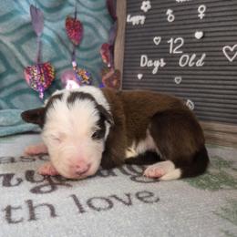 Loki - Red male Border Collie puppy in Gary, Indiana from Lake Ridge Border Collies