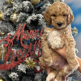Labradoodle Puppies from MANUELA MORA