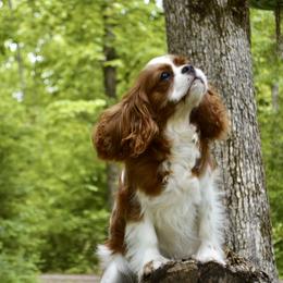 Cavalier King Charles Spaniel Puppies from Goddens Cavaliers