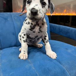 Dalmatian, Poodle, and Rhodesian Ridgeback Puppies from Ruffles, Ridges, & Spots!
