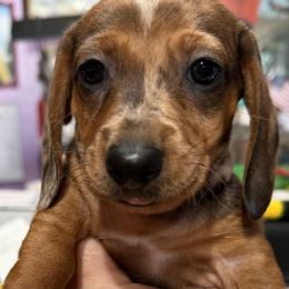 Dachshund Puppies from Witchy Woman’s Wiener’s