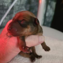 Boy 1 - Stag red male Miniature Pinscher puppy in Phelan, California from Desert Rose Kennel