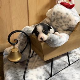 Blue Collar - Black and tan male Pembroke Welsh Corgi puppy in Elberton, Georgia from Lonesome Boone Corgis