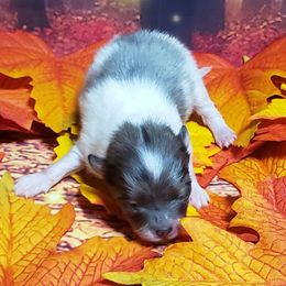 Dior - Blue merle male Pomeranian puppy in Weatherford, Texas from Jeweled Poms