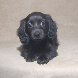 Dachshund Puppies from Doxie Waggin Tails