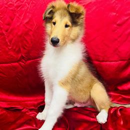 Scooter - Sable male Collie puppy in Groveland, Florida from Palmhaven Collies
