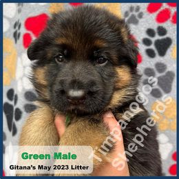 German Shepherd Puppies from Timpanogos Shepherds