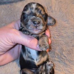 Dapple girl - Dapple female Dachshund puppy in West Plains, Missouri from Spring Creek Dachshunds