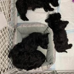 Bear - Black male Scottish Terrier puppy in Chattanooga, Tennessee from Oodles of Cuties!
