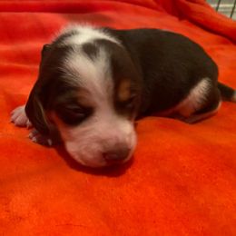 Boy 3 (Grey) - Tan and white male Beagle puppy in Crestview, Florida from Alicia's Beagles