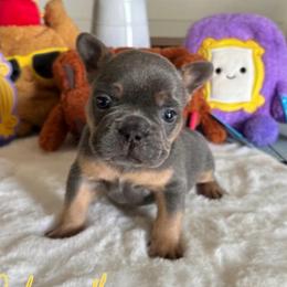 Chandler - Tricolors male French Bulldog puppy in South Bend, Indiana from Furever Faithful Frenchies LLC