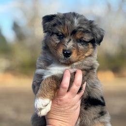 Paris - Blue merle female Australian Shepherd puppy in Uvalda, Georgia from Happy Ours Australian Shepherds
