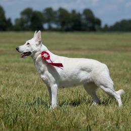Halazia - Berger Blanc Suisse