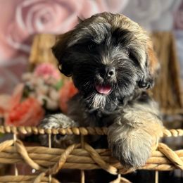 Webster - Fawn sable male Havanese puppy in Clermont, Florida from Country Sweet Havanese and Creative Coaching