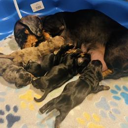 Dachshund Puppies from Mahzian Miniature Dachshunds
