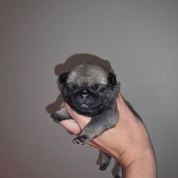 Ted - Fawn male Pug puppy in Lugoff, South Carolina from Peak Bullies and Pugs SC