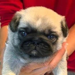 Green Collar Boy - Fawn male Pug puppy in New Braunfels, Texas from Kex Pug Haus