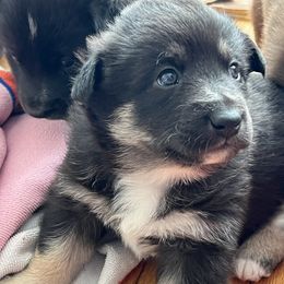 Lapponian Herders from Onnellinen Kennels Lapponian Herders
