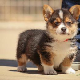 Pembroke Welsh Corgi Puppies from Golden Rose Corgis