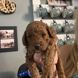 Aussiedoodle Puppies from Our Puppy World - the 3Js