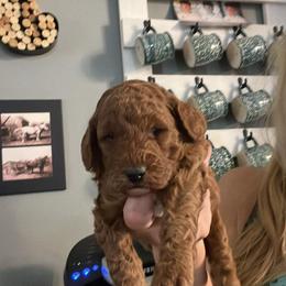 Aussiedoodle Puppies from Our Puppy World - the 3Js