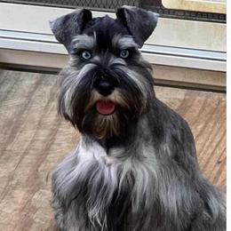 Ryker - Miniature Schnauzer