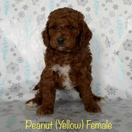 Peanut - Red  female Goldendoodle puppy in De Pere, Wisconsin from Kinzor Kennels