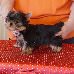 Harv - Black and tan male Yorkshire Terrier puppy in Grand Terrace, California from CLC SOUTHERN YORKIES