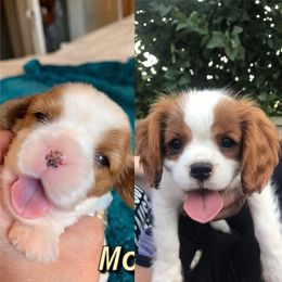 Cavalier King Charles Spaniel Puppies from Abbey Road Cavaliers