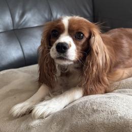 Rosie - Cavalier King Charles Spaniel