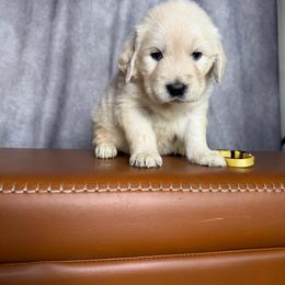 Female Pick 5 - Light golden female Golden Retriever puppy in Piedmont, South Carolina from The Farm at Saluda Ridge