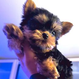 Boy 1 - Black and gold male Yorkshire Terrier puppy in Chino Hills, California from Chino Hills Yorkies