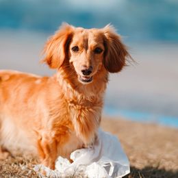 Dachshunds from Dugout Creek Dachshunds