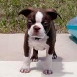 Boston Terrier Puppies from Normandy Boston Terriers