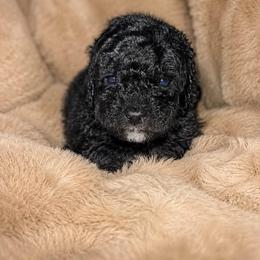 Boy 1 - Black and white male Aussiedoodle puppy in Golden, Mississippi from Two Creeks Farm Poodles & Doodles