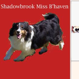 Raven - Shetland Sheepdog