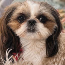 Darla - Shih Tzu