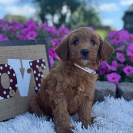 Margo - Red  female Goldendoodle puppy in Oxford, Pennsylvania from FriendlyPals